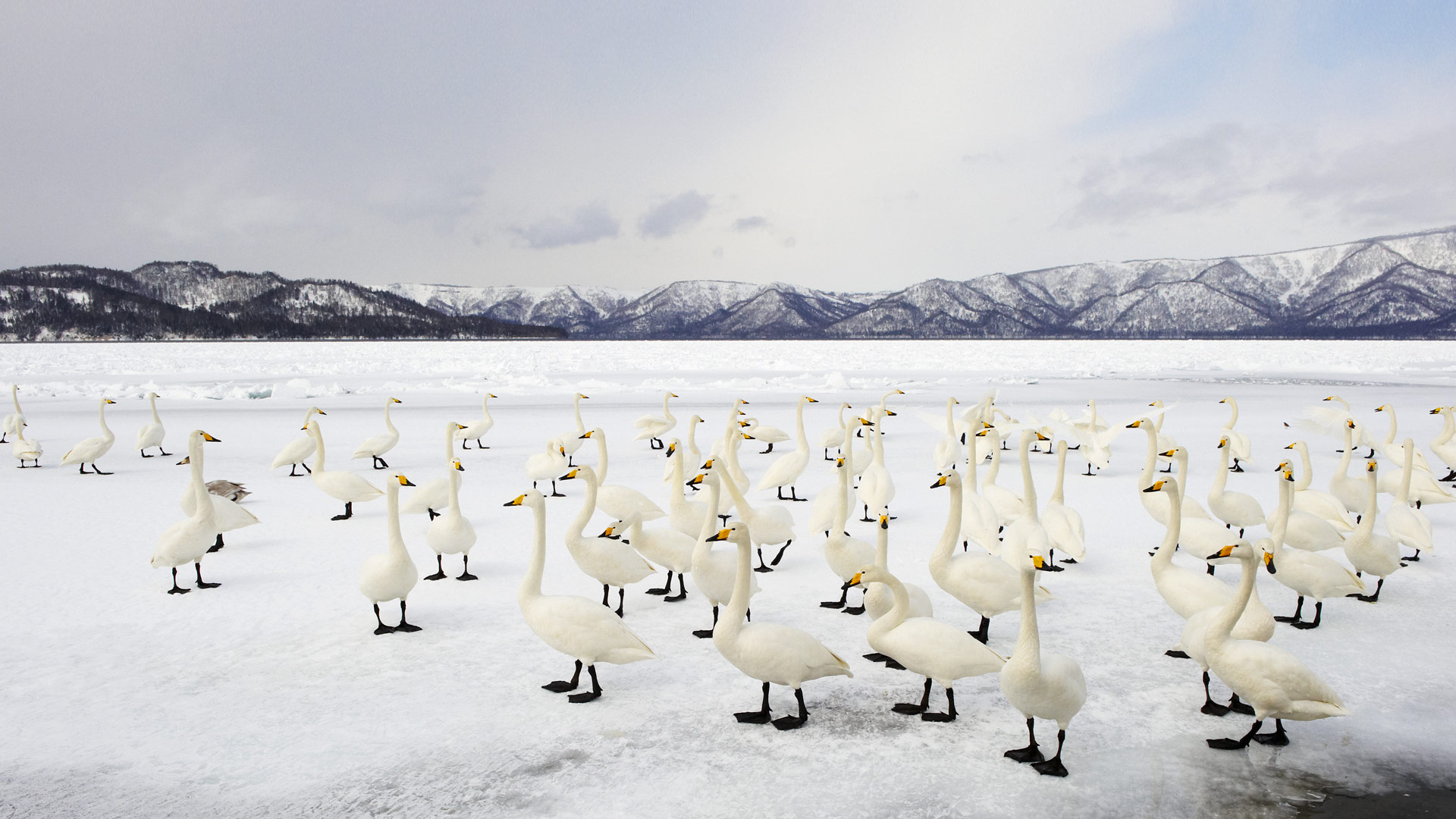 Swan Winter Solstice