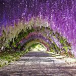 Wisteria Tunnel