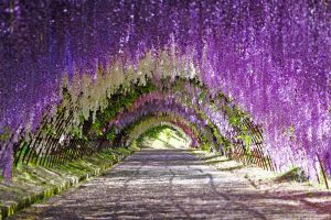 Wisteria Tunnel