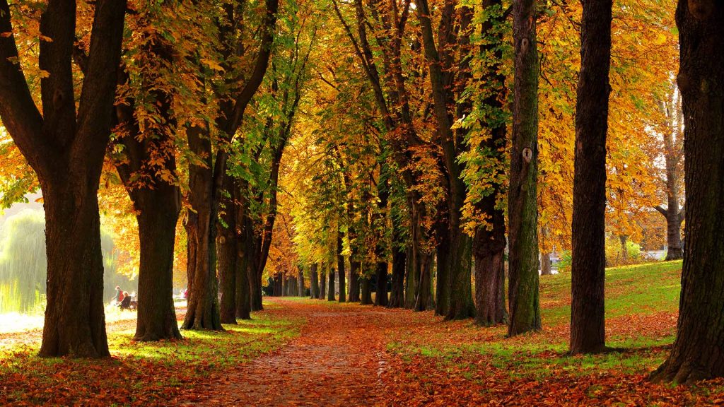 Allee Tag – Bing Wallpaper Download