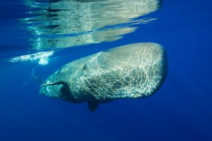 Azores Whale