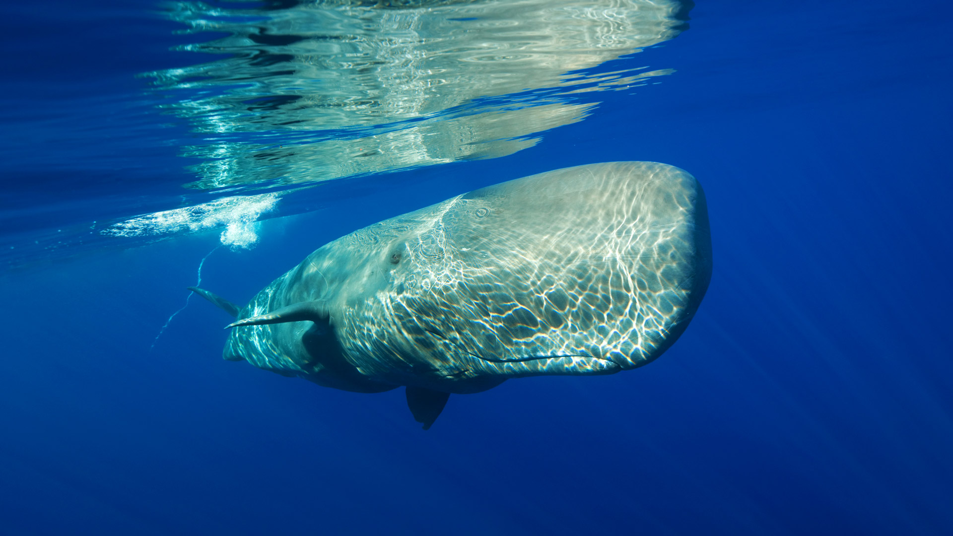 Azores Whale