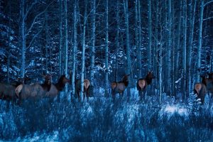 Banff Elk