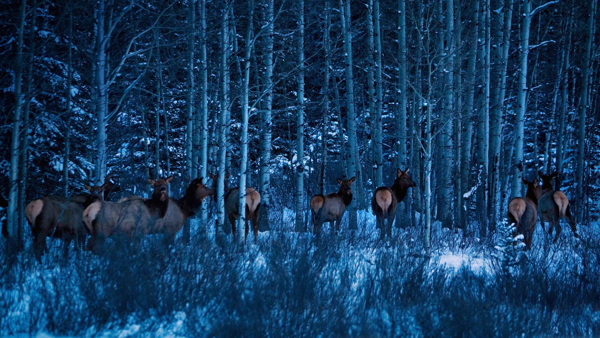 Banff Elk