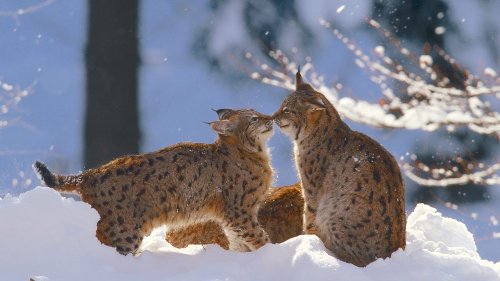 Bayerischer Lynx