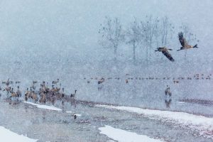 Blacknecked Crane