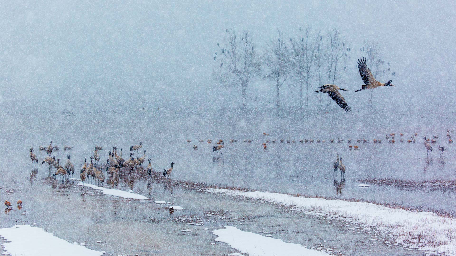 Blacknecked Crane