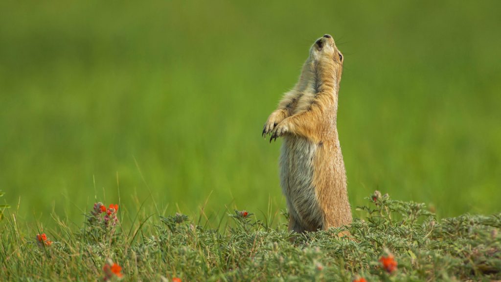 Blacktailed Prairie