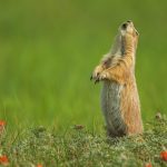 Blacktailed Prairie