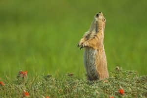 Blacktailed Prairie