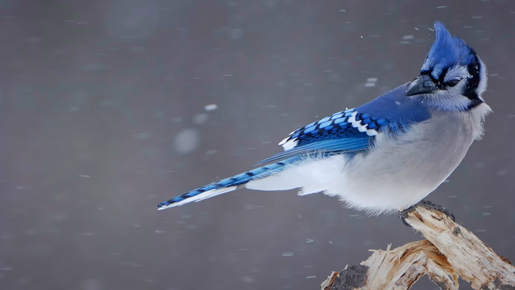 Blue Jay Snow