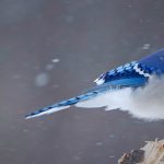 Blue Jay Snow