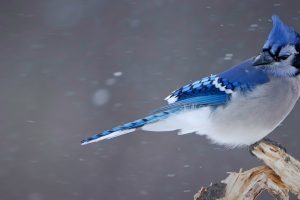 Blue Jay Snow