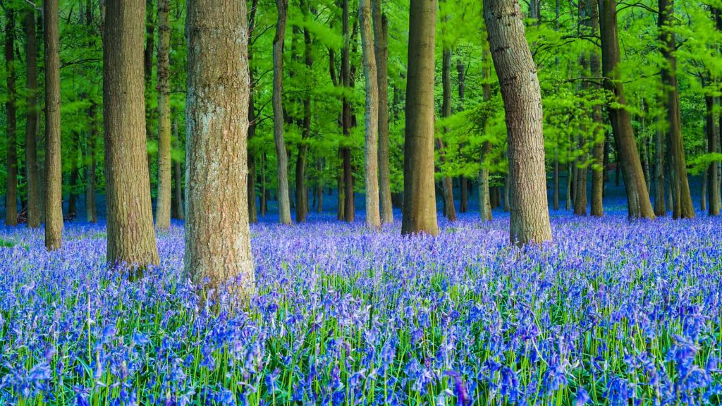 Bluebell Beech