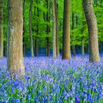 Bluebell Beech