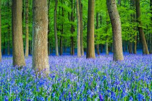 Bluebell Beech