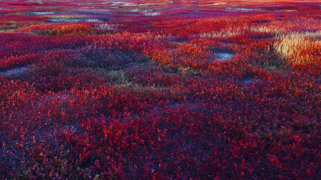 Blueberry Barrens