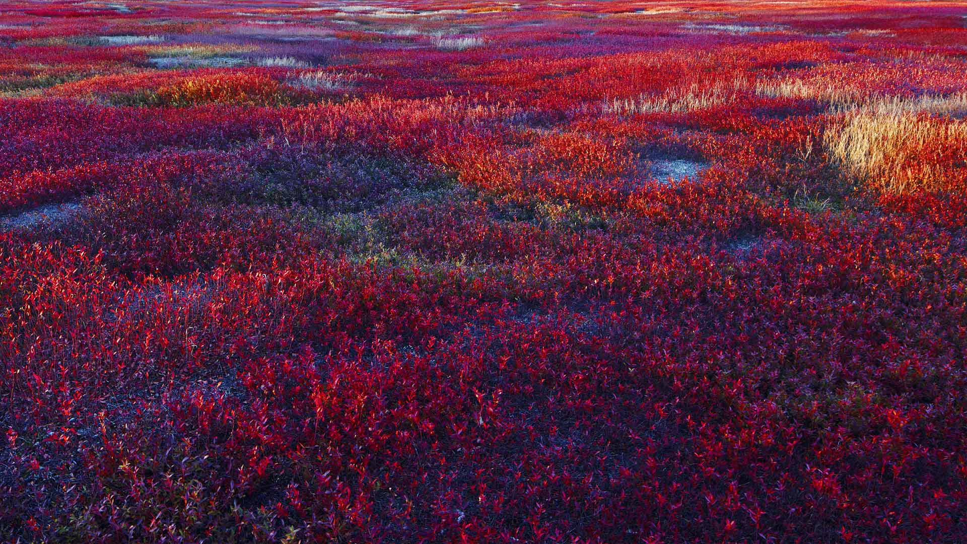 Blueberry Barrens