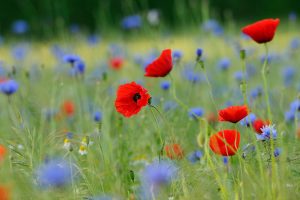 Blumenwiese NRW