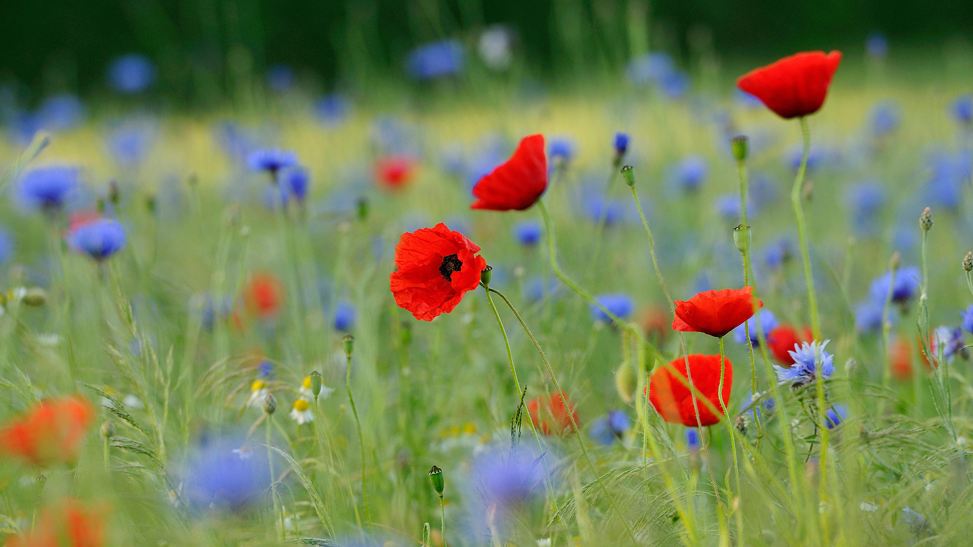 Blumenwiese NRW