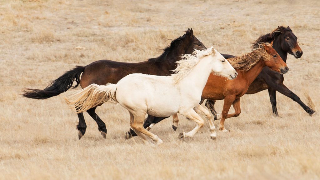 Brumby Horses