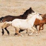 Brumby Horses