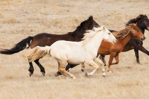 Brumby Horses