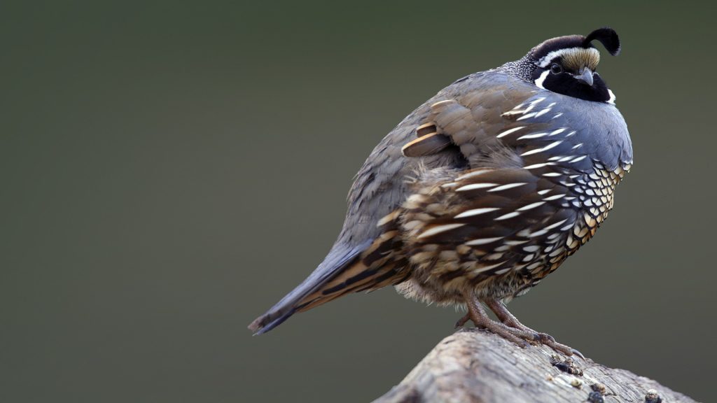 California Quail – Bing Wallpaper Download