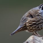 California Quail