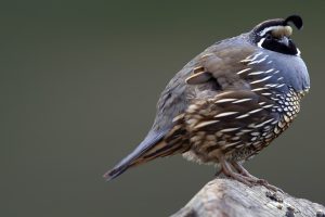 California Quail