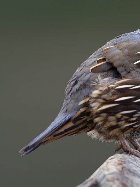 California Quail – Bing Wallpaper Download