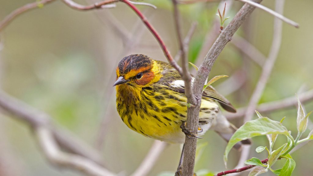 Cape May Warbler