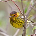 Cape May Warbler