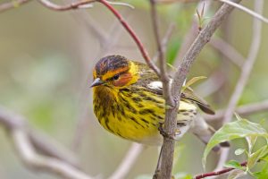 Cape May Warbler