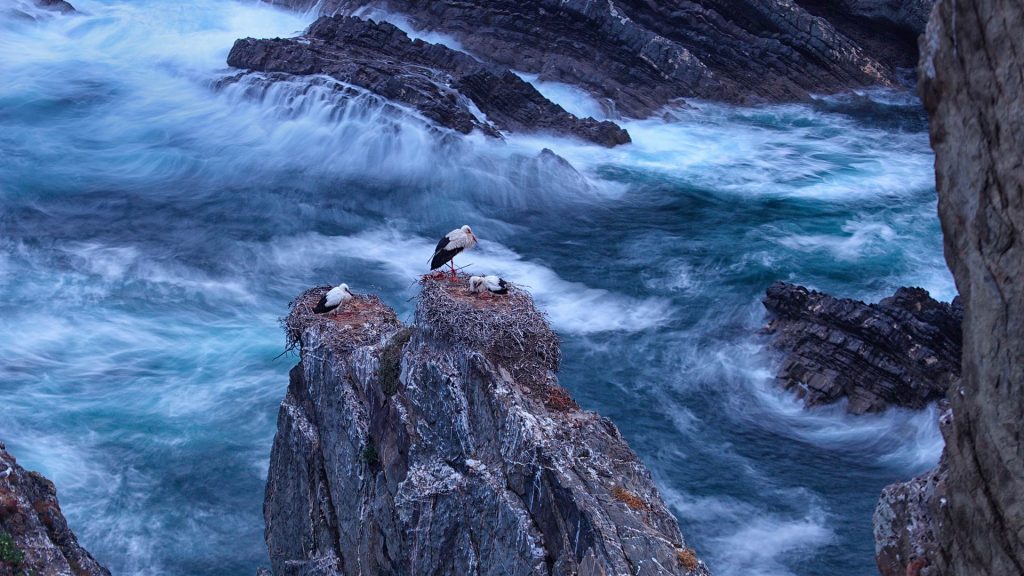 Cape Sardao Storks