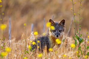 Channel Island Fox