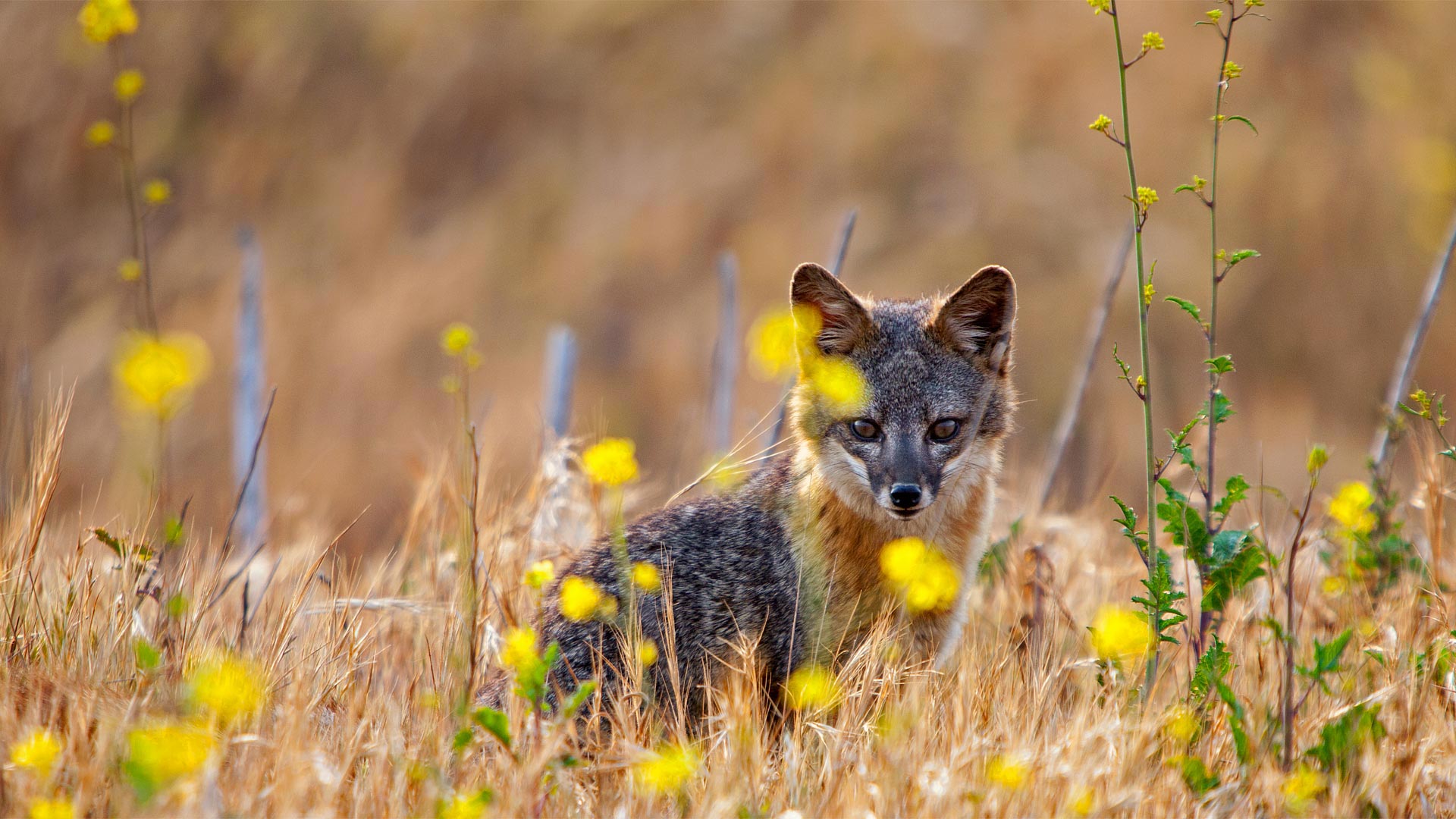 Channel Island Fox