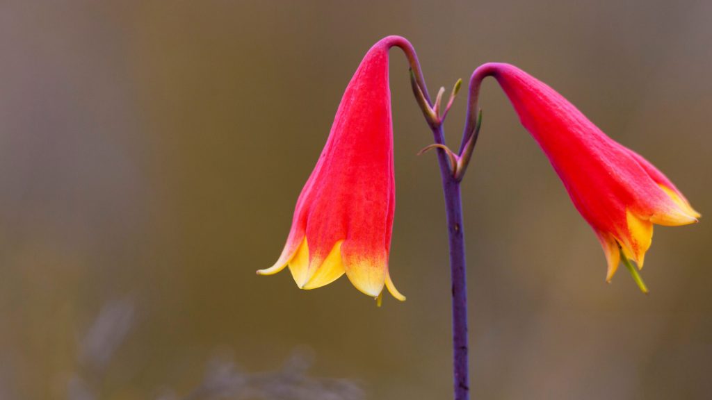 Christmas Bell Flower