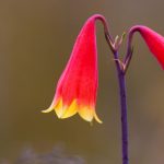 Christmas Bell Flower