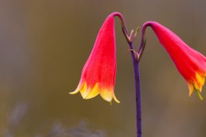 Christmas Bell Flower