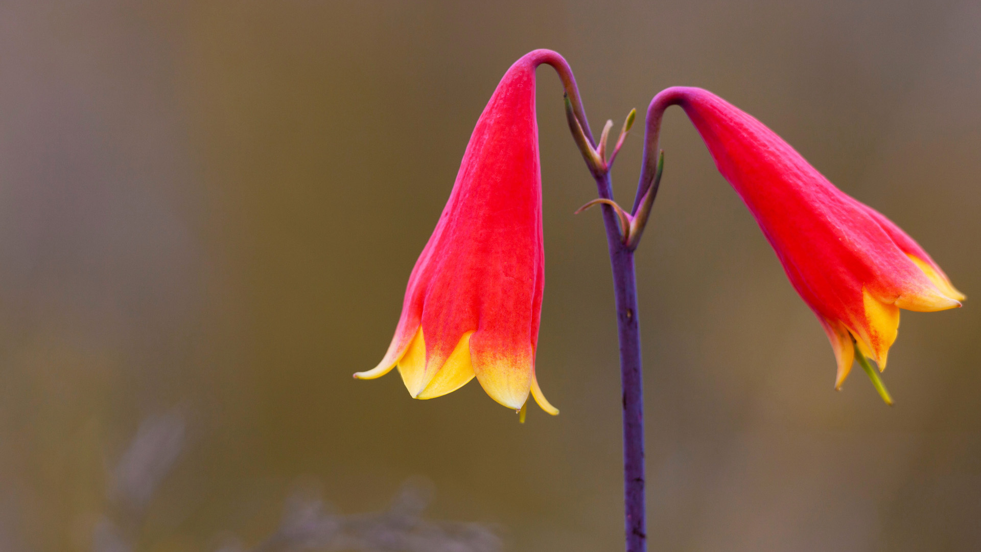 Christmas Bell Flower