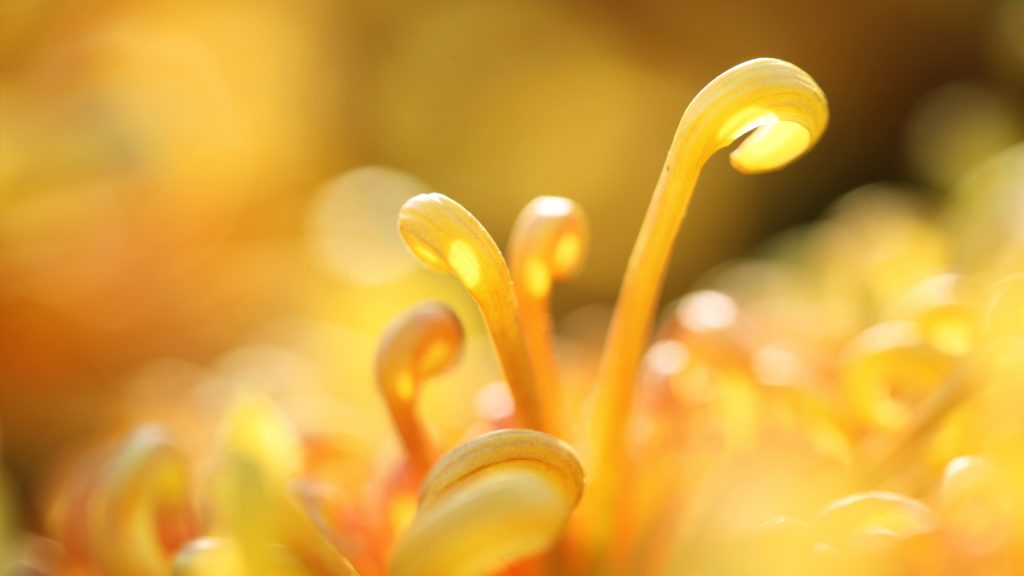 Closeup Chrysanthemums