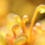 Closeup Chrysanthemums