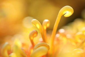 Closeup Chrysanthemums