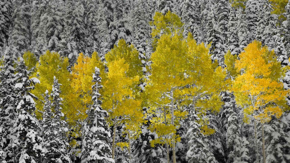 Colorado Fall – Bing Wallpaper Download