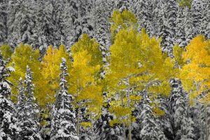 Colorado Fall