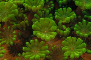 Coral Colony Detail