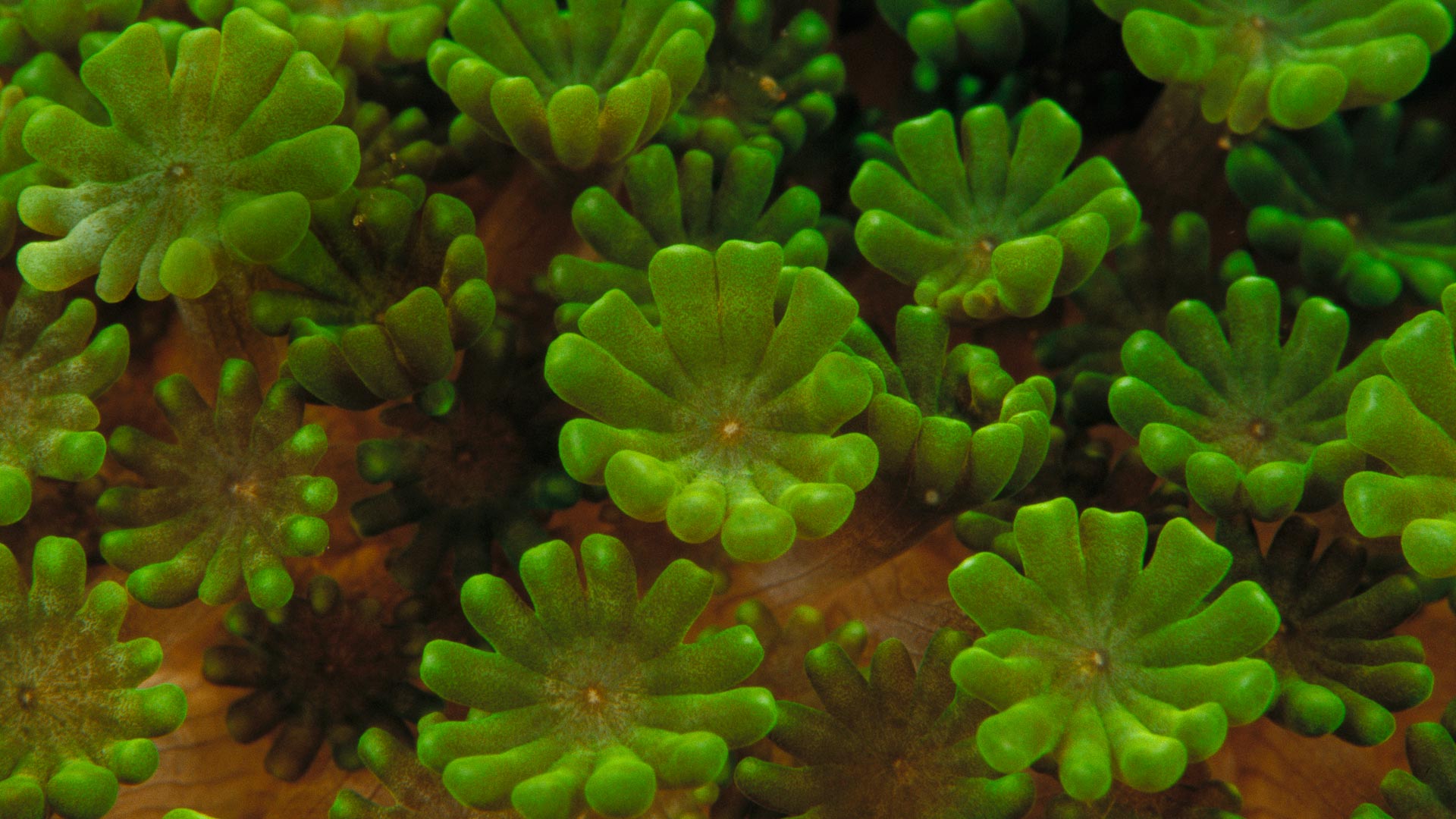 Coral Colony Detail