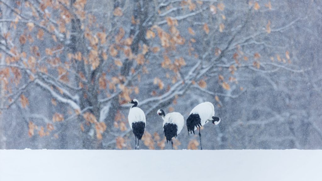 Cranes Walking