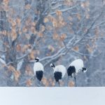 Cranes Walking